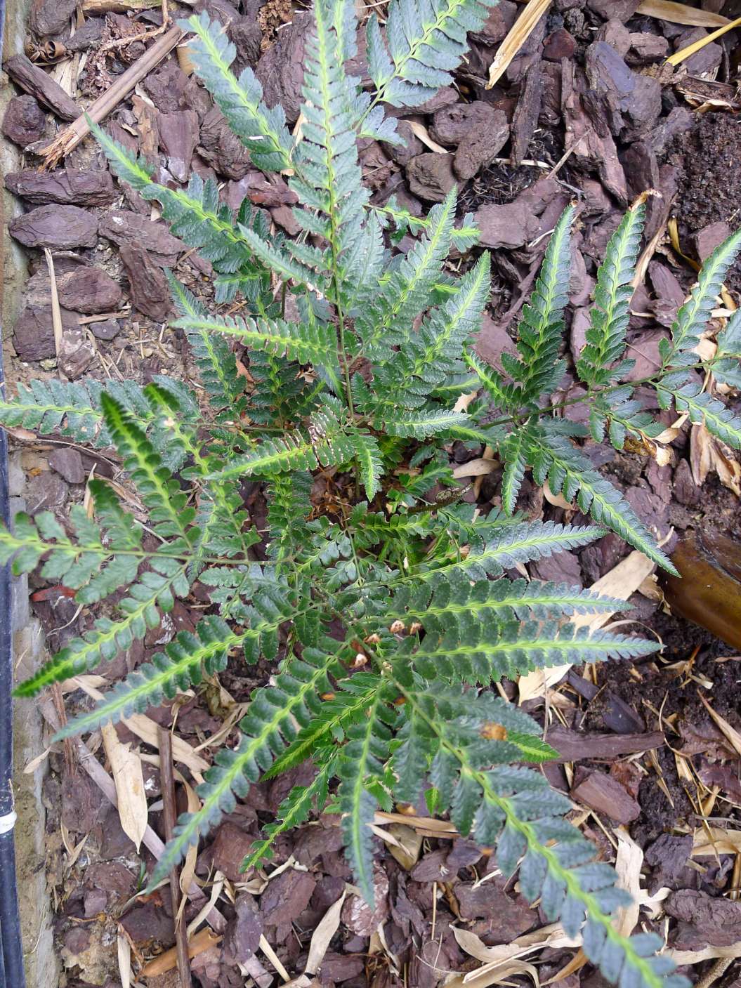 Arachniodes simplicior 'Variegata'.jpg