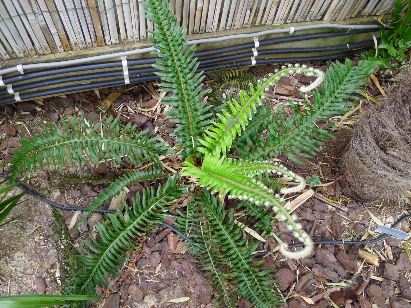 polystichum minutum.jpg