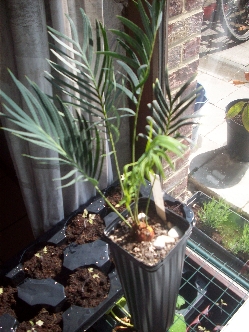 Herschaalde kopie van cycas panzhihuaensis 001.jpg