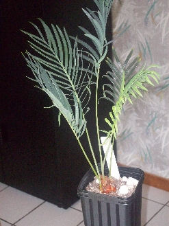 Herschaalde kopie van cycas panzhihuaensis 002.jpg