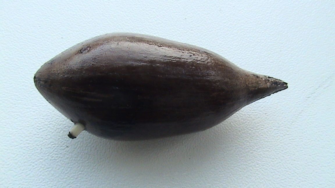 Attalea maripa ontkiemt oktober 2007.JPG