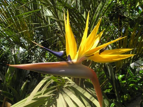 strelitzia geel.jpg