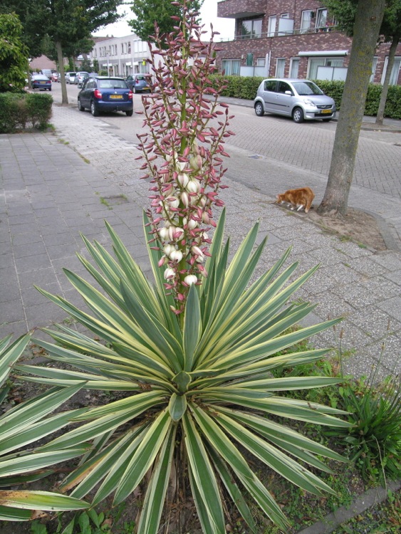 Yucca_gloriosa_'Variegata'.jpg