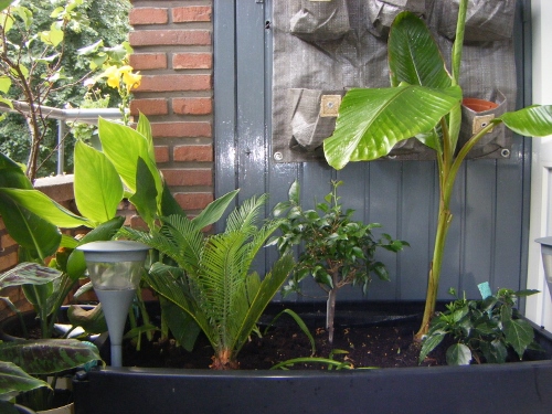 Exotische planten 001 (500x375).jpg