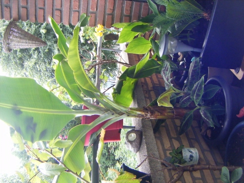 Exotische planten 002 (500x375).jpg