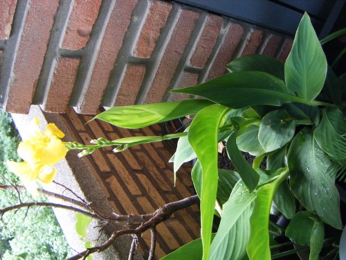 Exotische planten 006 (500x375).jpg