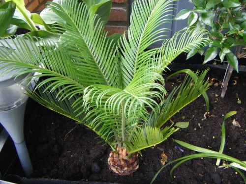 Exotische planten 004 (500x375).jpg