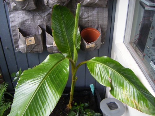 Exotische planten 005 (500x375).jpg