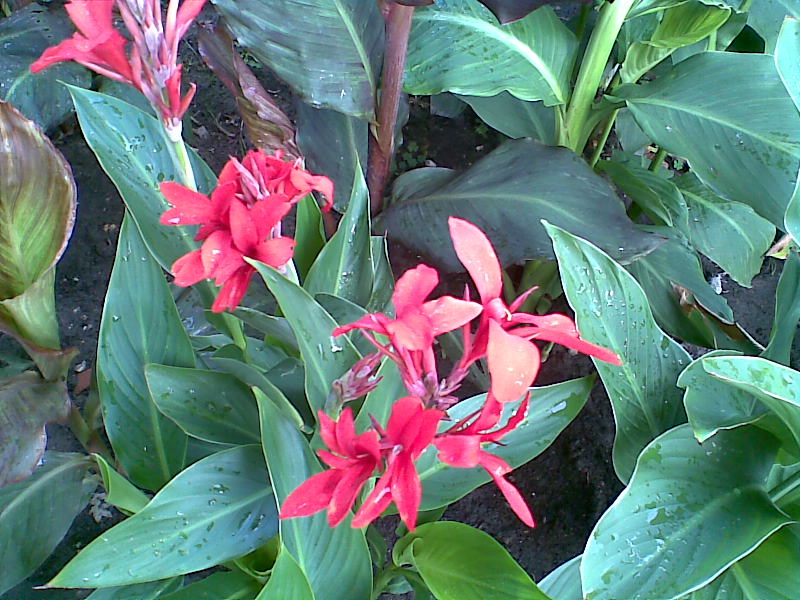 Afb039.jpg
