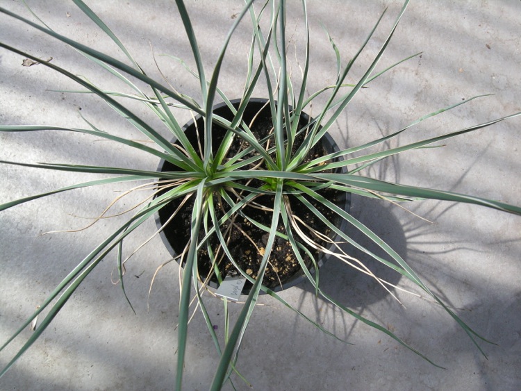 Yucca_glauca'.jpg