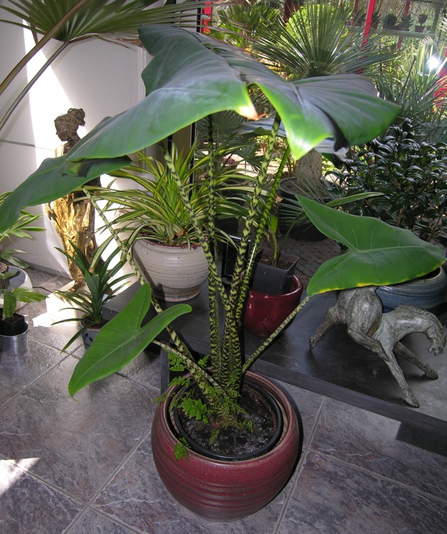 Alocasia_zebrina.jpg