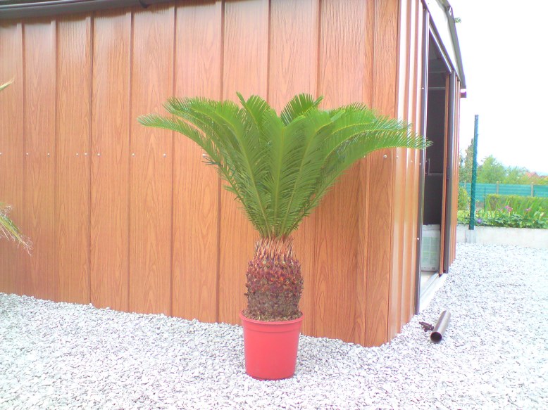 Cycas revoluta 201005.JPG