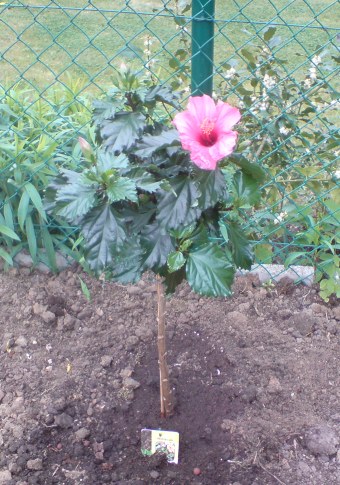 Hibiscus 201005.JPG