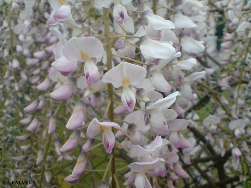 Wisteria 201005.JPG
