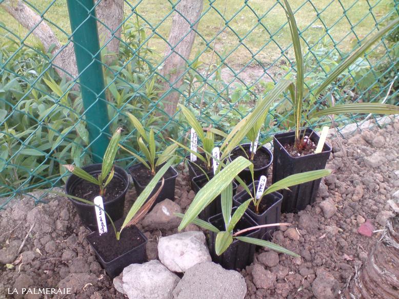 Trachy's speciaal 201005.JPG