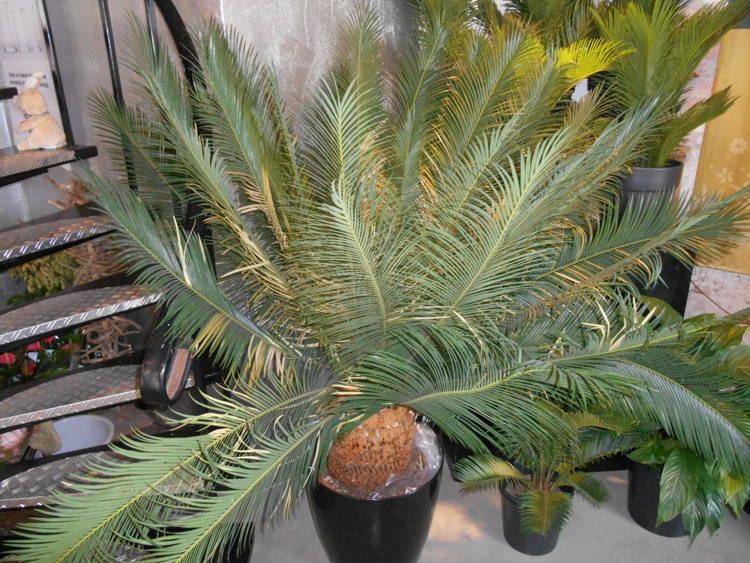 Cycas_panzhihuaensis.jpg