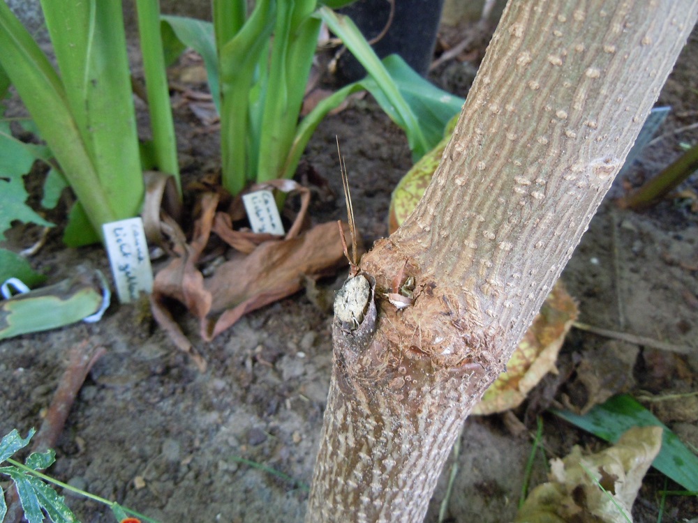 DSCN7665.JPG