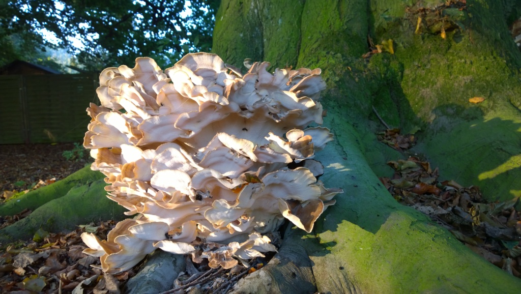WP_20141003_08_34_14_Pro.jpg