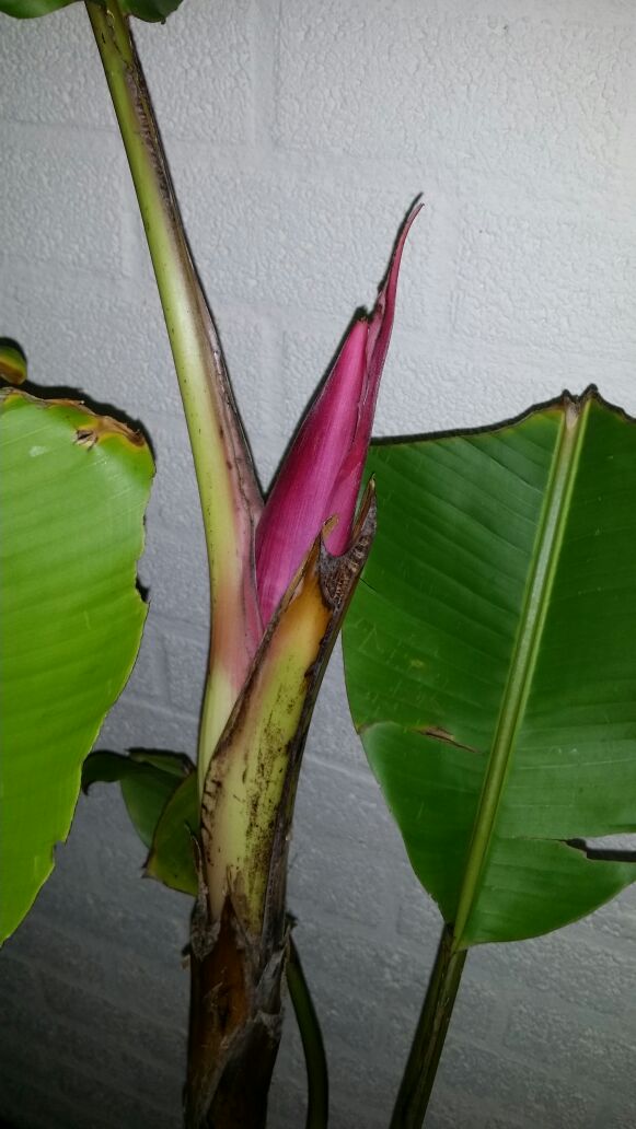 IMG-20141125-WA0000.jpg
