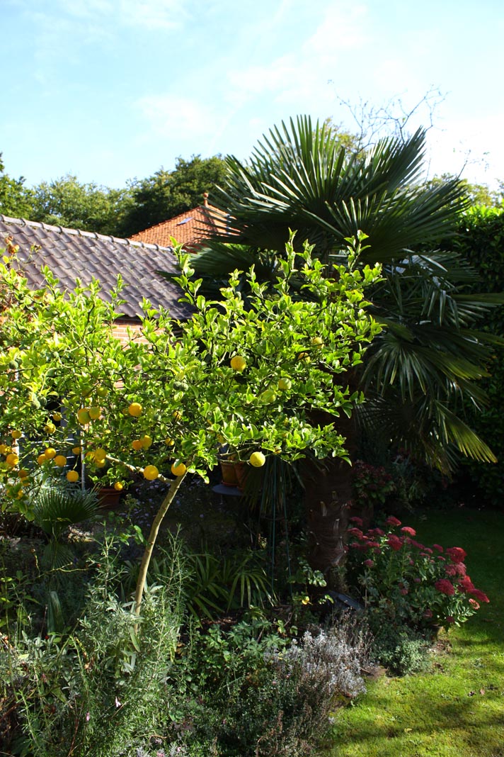 washingtonia f.jpg