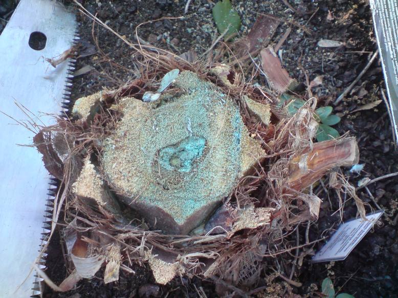 Phoenix c speerrot 1.JPG