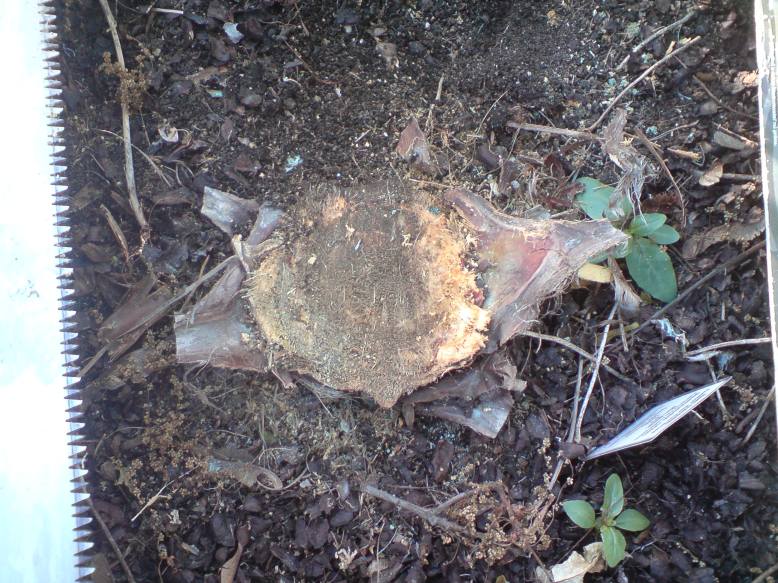 Phoenix c speerrot 2.JPG