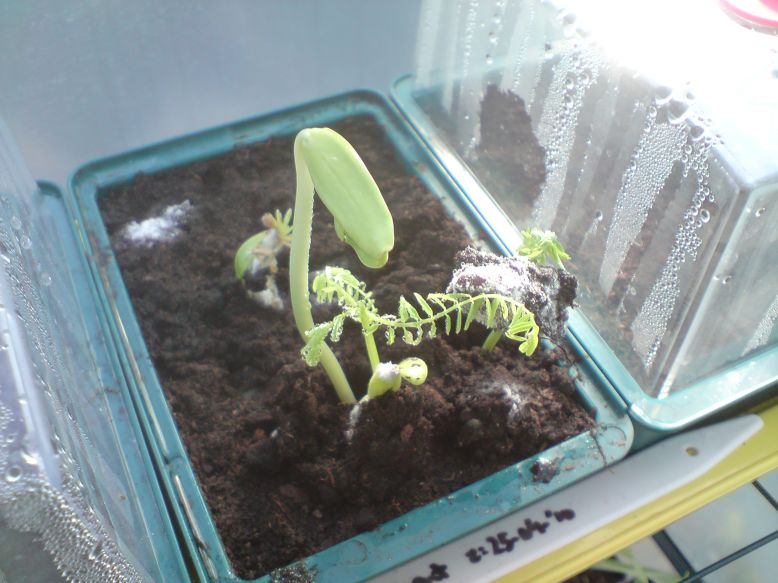 Flamboyant 20100519.JPG