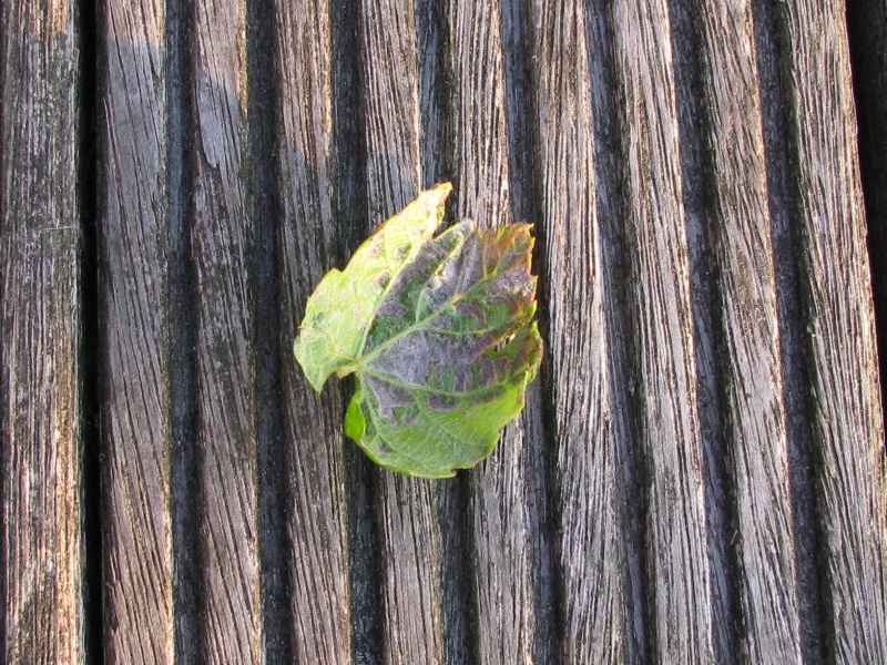 achterzijde druivenblad.JPG