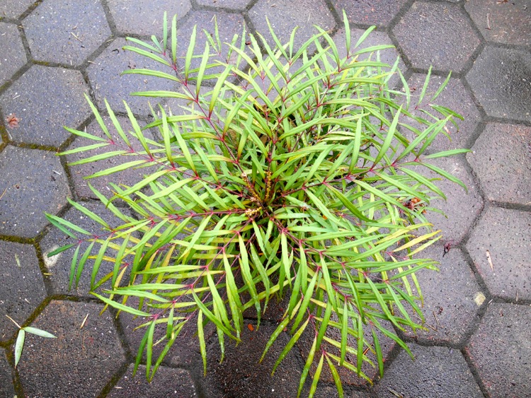 Mahonia_'SoftCaress'.jpg