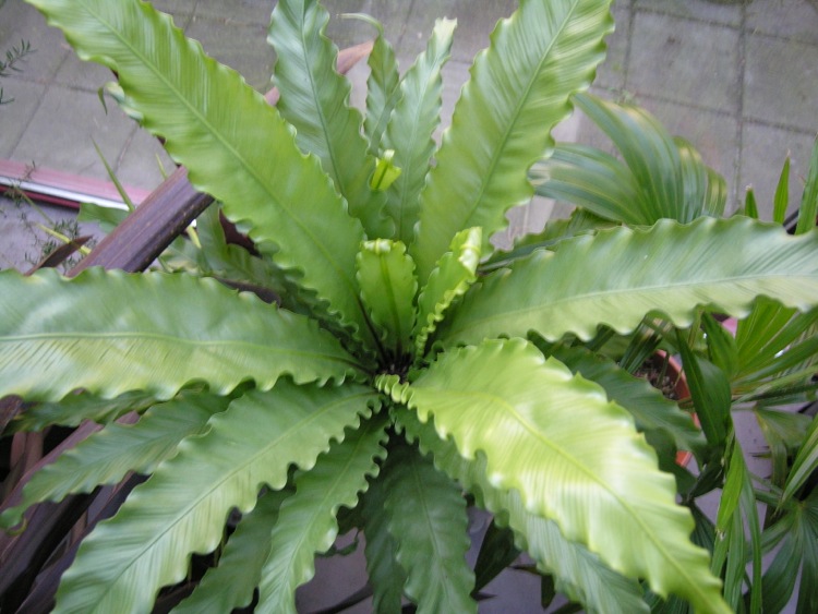 Asplenium_antiquum.jpg