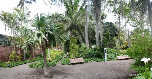 botanico_tenerife_14a.jpg