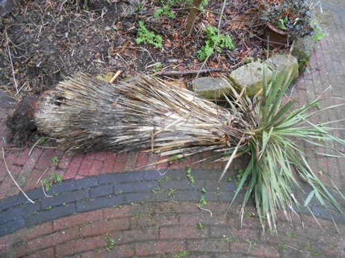 Yucca_thompsoniae.jpg