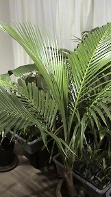 Cocos nucifera 10-07-09 1.jpg