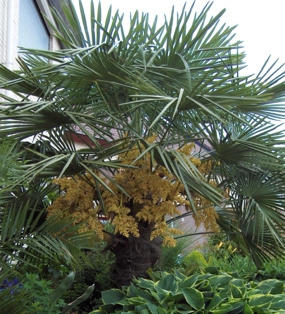 Tuin Elst 034 - Copy.jpg