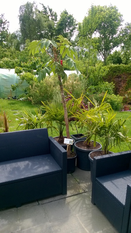 WP_20150601_001.jpg