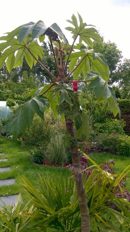 WP_20150601_002.jpg
