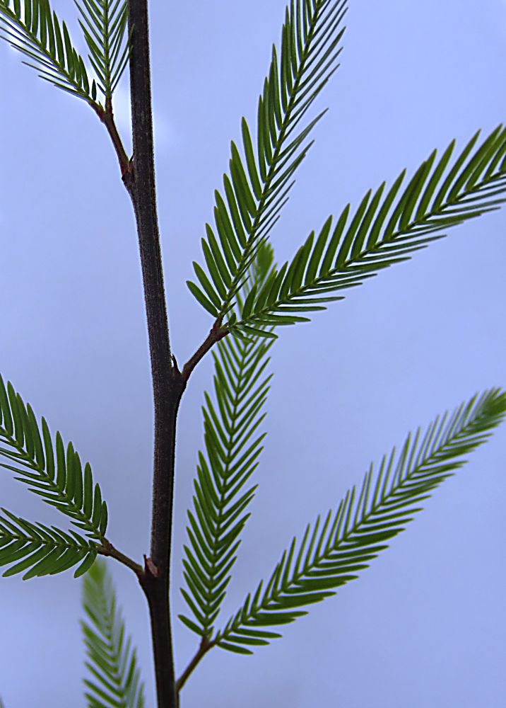 CalliandraIMG_0574.JPG