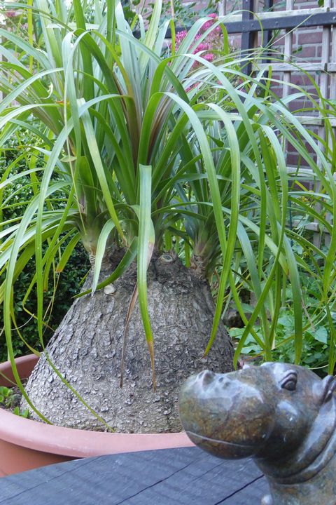 tuin_2015 06 28_0001a.jpg