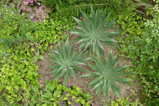 tuin_2015 06 28_0002a.jpg