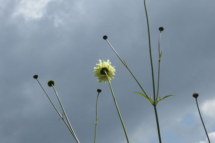 tuin_2015 06 27_0014a.jpg