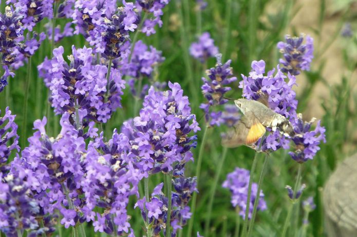 tuin_2015 06 28_0003a.jpg