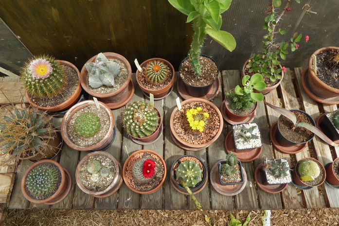 tuin_2015 06 28_0010a.jpg