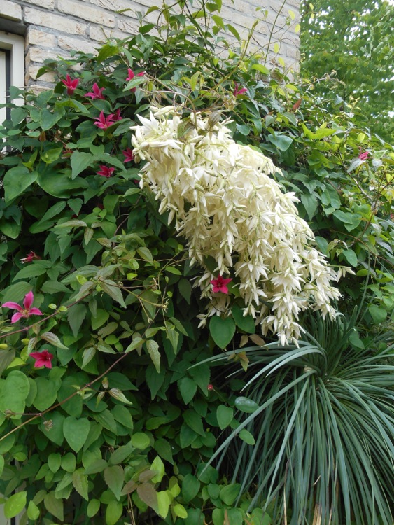 Yucca_linearifolia.jpg
