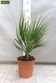 Nannorrhops sp. 'Silver Iran'.jpg