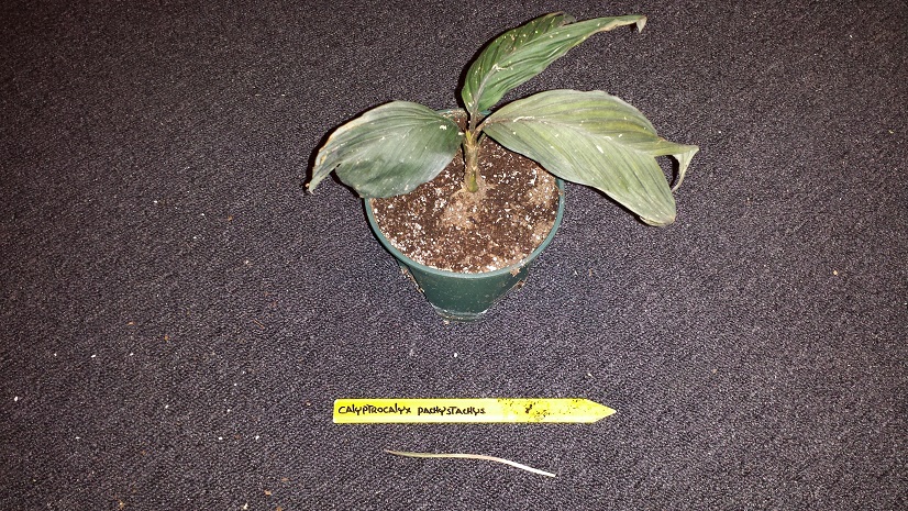 20150727_225528.jpg