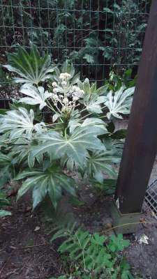 Fatsia japonica 'Spider's Web' bloei-400.jpg
