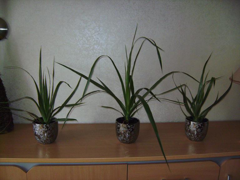 SANY0112111111.JPG
