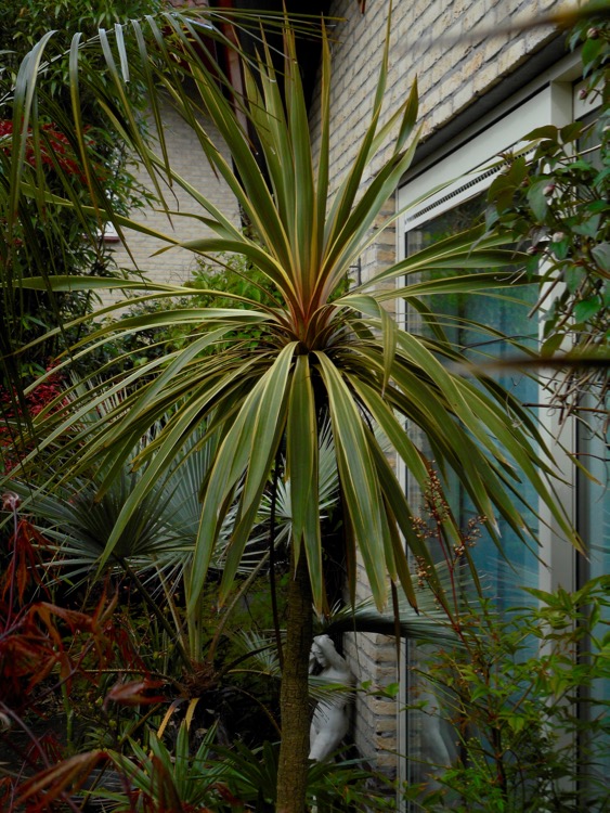 Cordyline australis 'Torbay Dazzler'.jpg