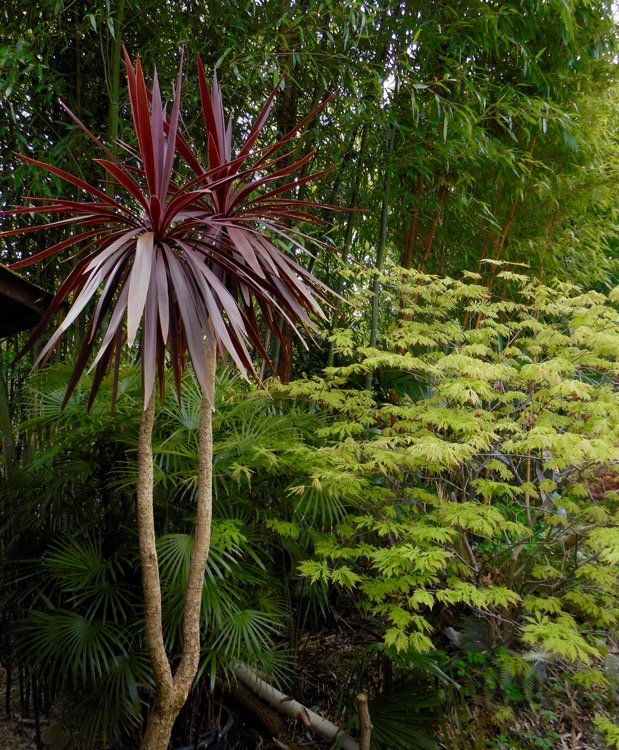 Cordyline australis 'Purpurea'.jpg