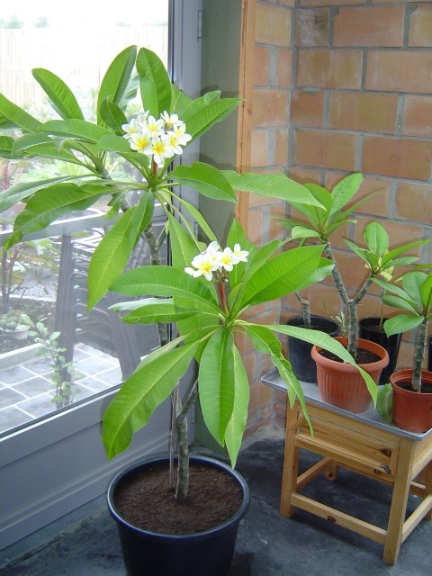 mijn tuin 076 (Small).jpg